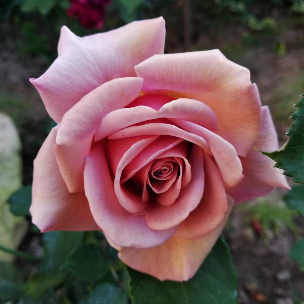 Ф-016 - Роза в саксия 7 л