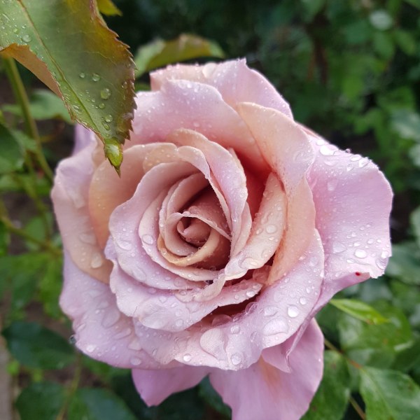 Ф-016 - Роза гол корен