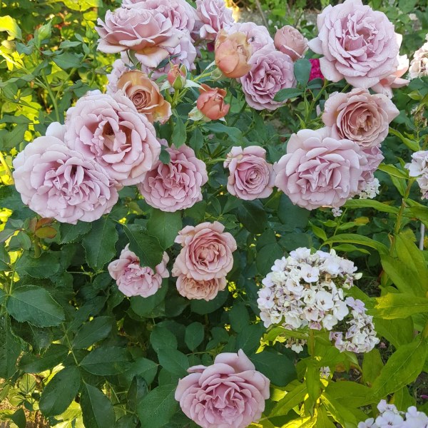 Ф-016 - Щамроза  в саксия 5 л