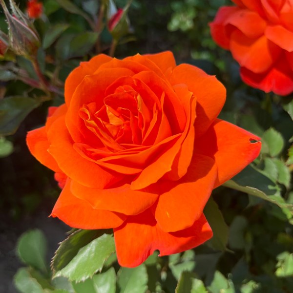 Ф-023 - Роза в саксия 3 л