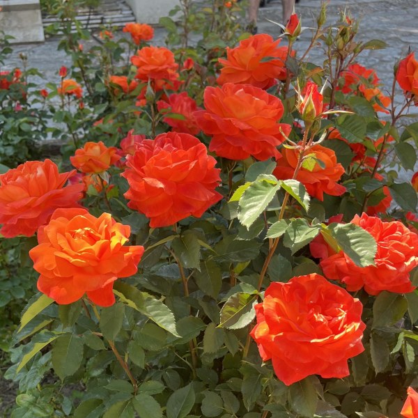 Ф-023 - Роза в саксия 7 л