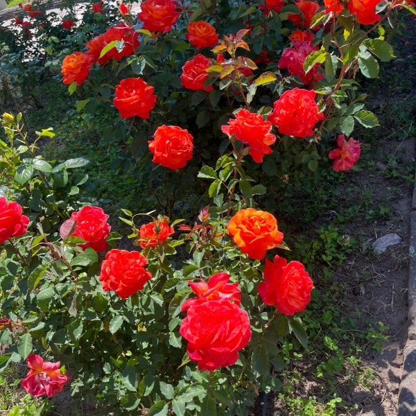 Ф-023 - Роза гол корен