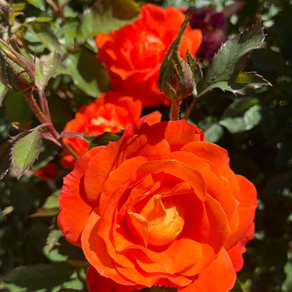 Ф-023 - Щамроза в саксия