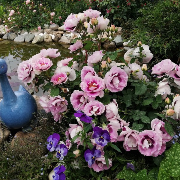 Ф-026 - Роза в саксия 3 л