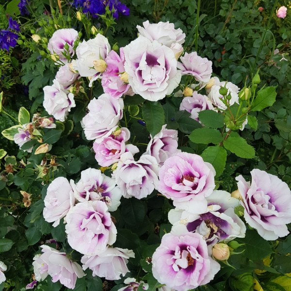 Ф-026 - Роза в саксия 7 л