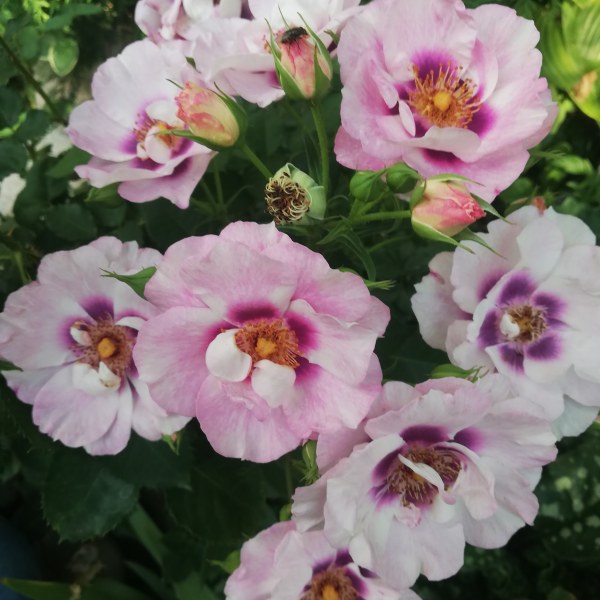 Ф-026 - Роза гол корен