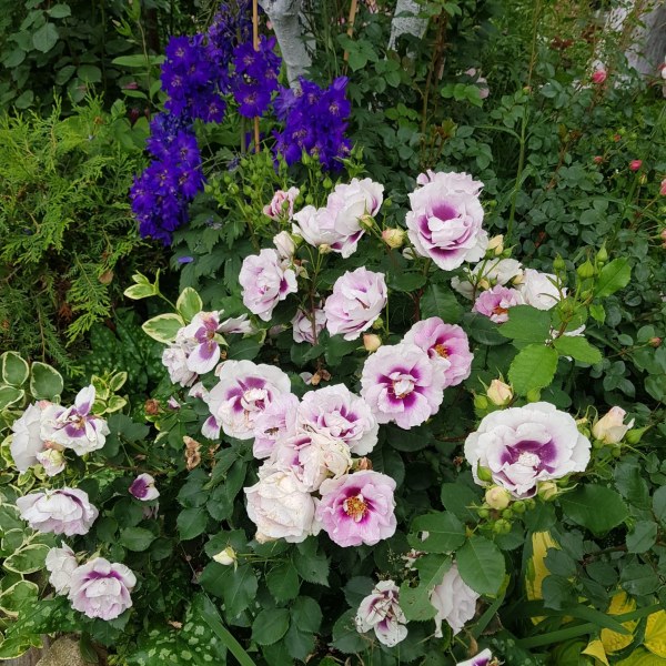 Ф-026 - Щамроза  в саксия 5 л