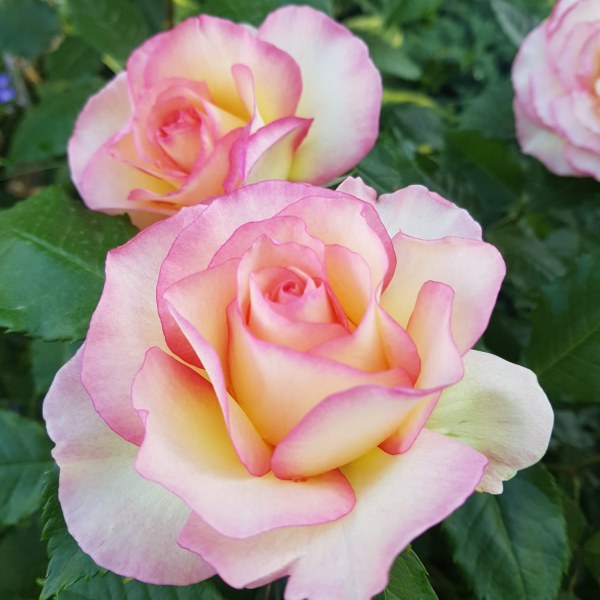 Ф-049 - Роза в саксия 3 л