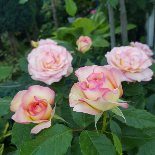 Ф-049 - Роза в саксия 7 л