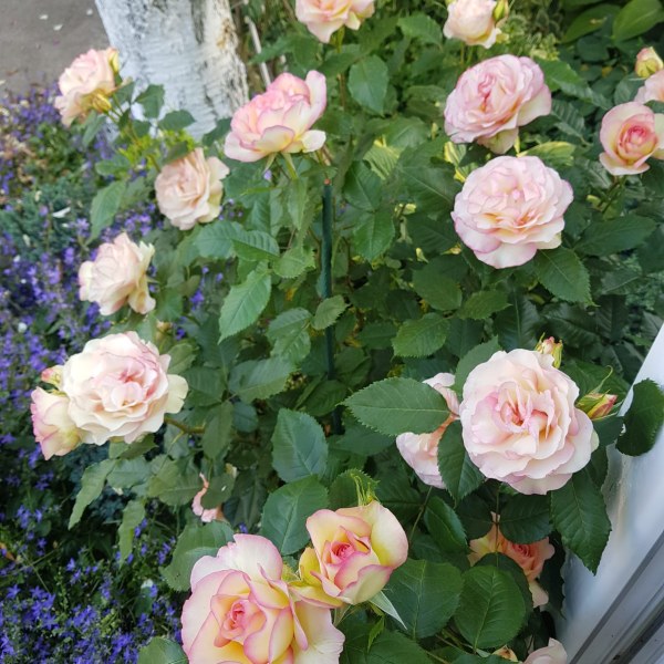 Ф-049 - Роза гол корен