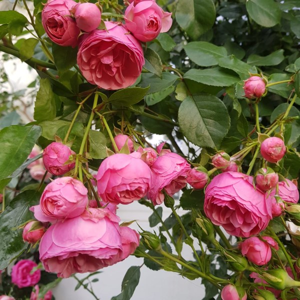 Ф-052 - Роза в саксия 3 л