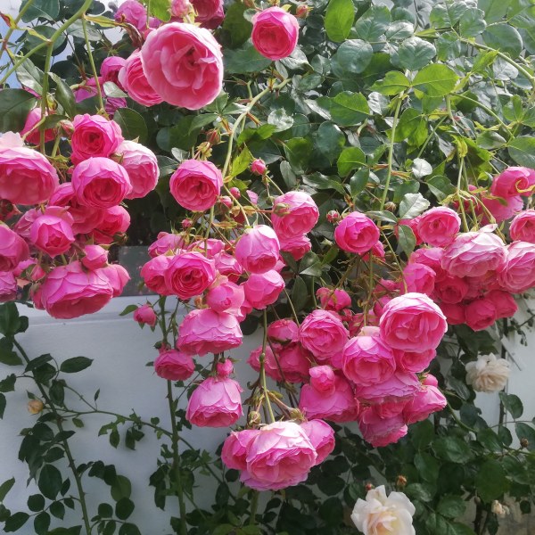 Ф-052 - Роза в саксия 7 л