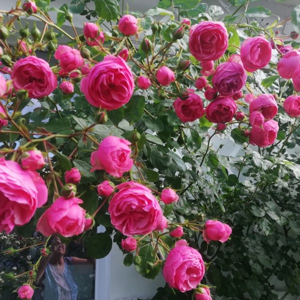 Ф-052 - Роза гол корен