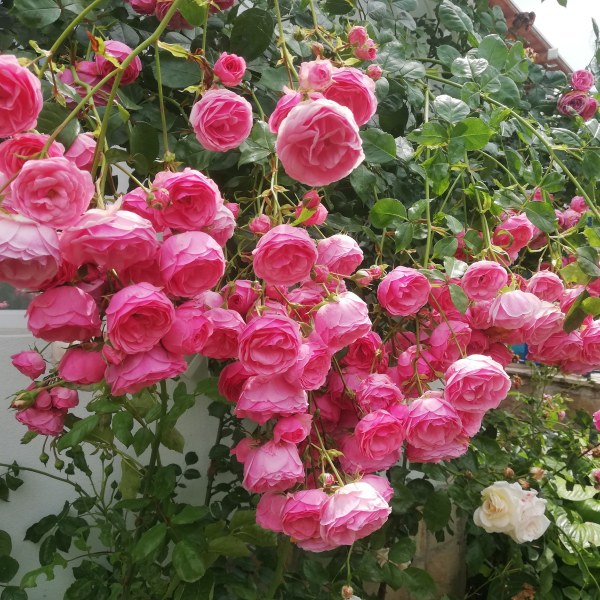 Ф-052 - Щамроза  в саксия 5 л