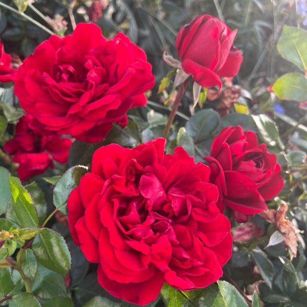 Ф-055 - Роза в саксия 3 л