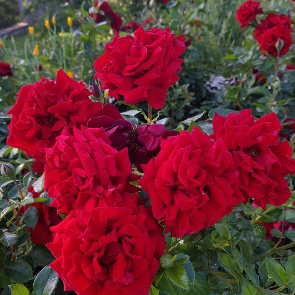 Ф-055 - Роза в саксия 7 л