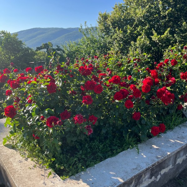 Ф-055 - Роза гол корен