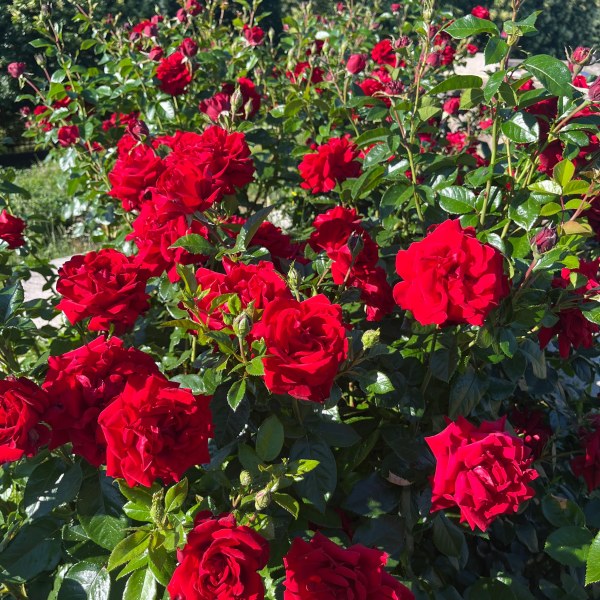 Ф-055 - Щамроза  в саксия 5 л