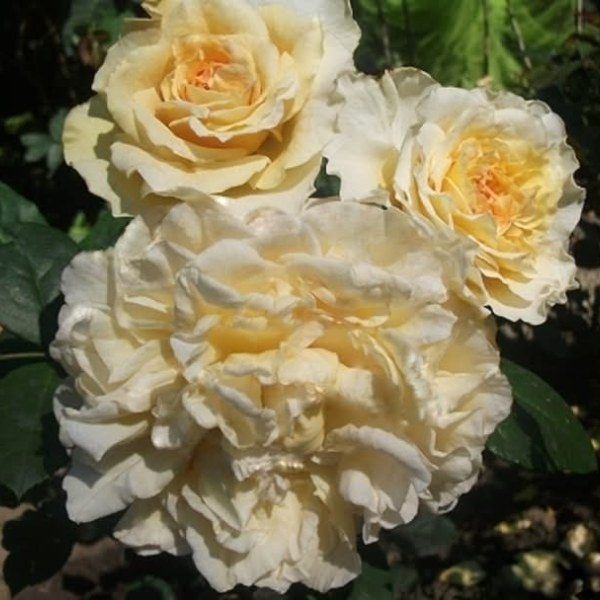 Ф-057 - Роза в саксия 3 л