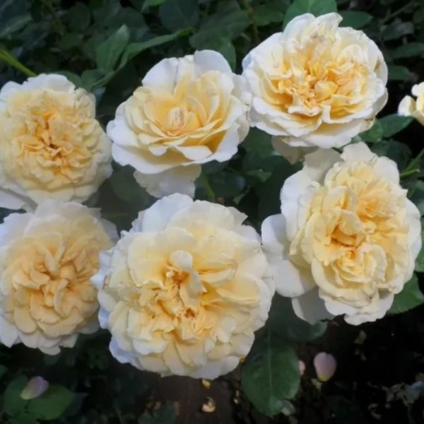 Ф-057 - Роза в саксия 7 л