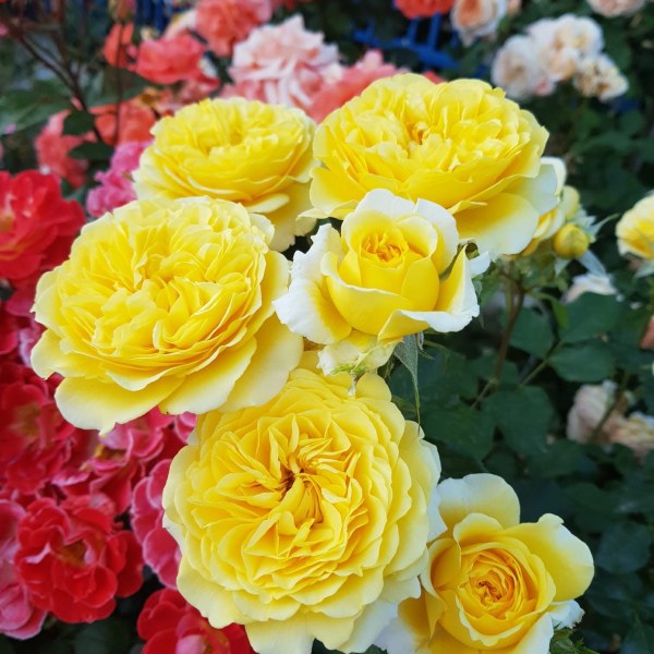 Ф-065 - Роза в саксия 3 л