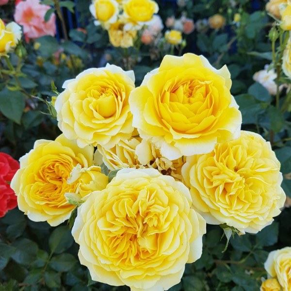 Ф-065 - Роза в саксия 7 л