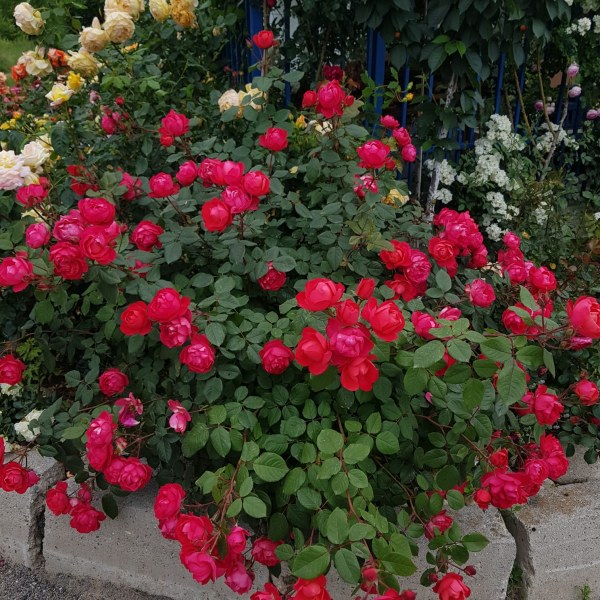 Ф-080 - Роза в саксия 3 л