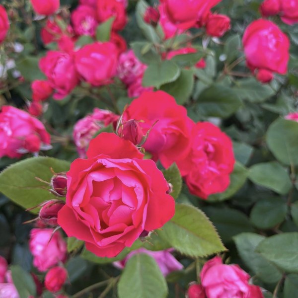 Ф-080 - Роза в саксия 7 л