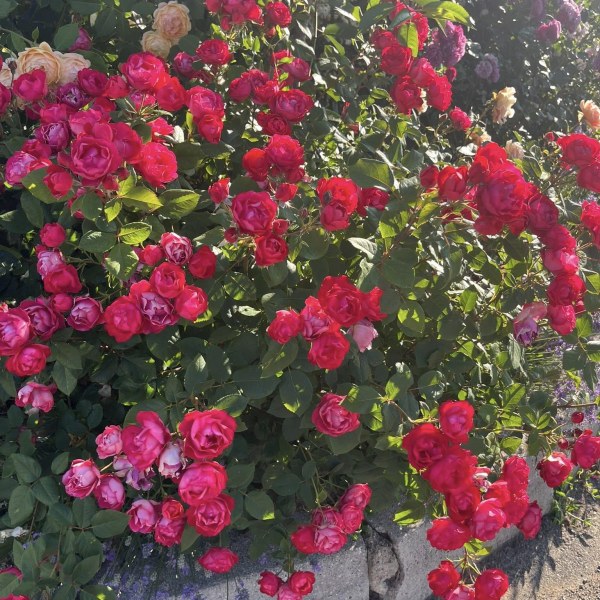 Ф-080 - Роза гол корен