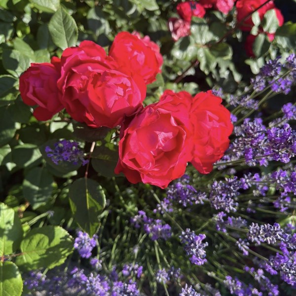 Ф-080 - Щамроза  в саксия 5 л