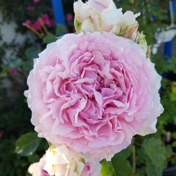 Ф-097 - Роза в саксия 3 л