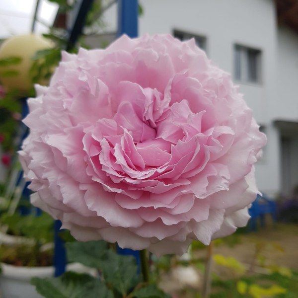 Ф-097 - Роза в саксия 7 л