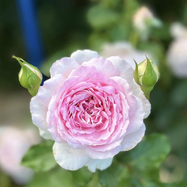 Ф-097 - Роза гол корен