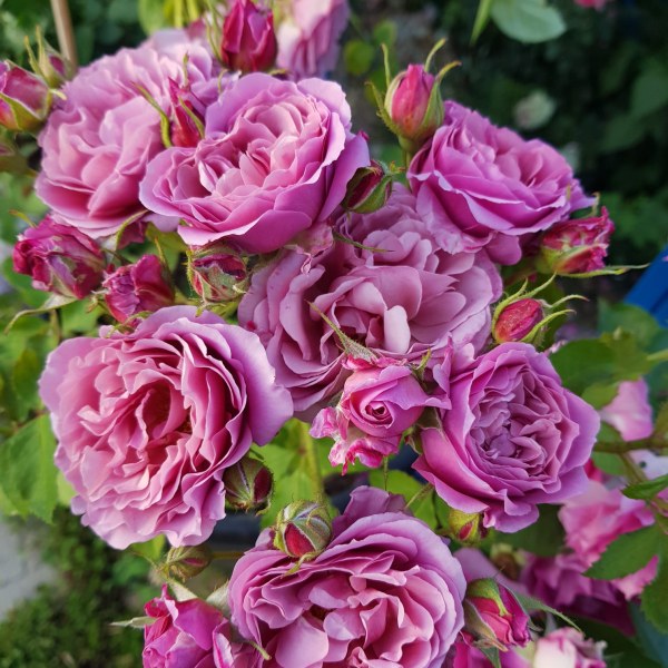 Ф-104 - Роза в саксия 3 л