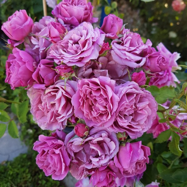 Ф-104 - Роза в саксия 7 л