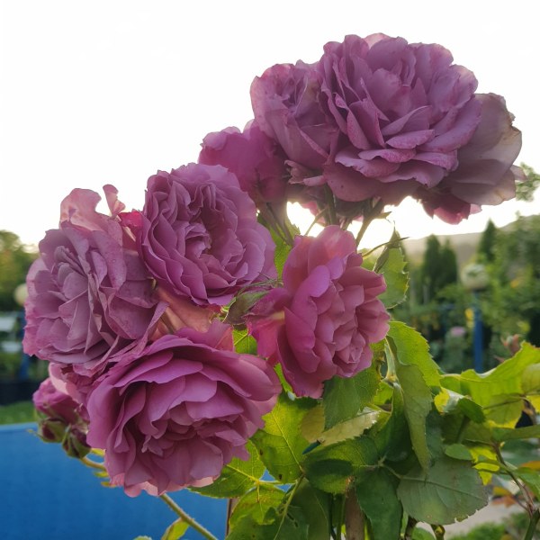 Ф-104 - Роза гол корен