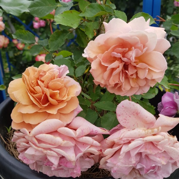 Ф-105 - Роза в саксия 3 л