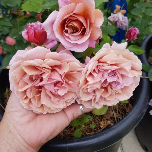 Ф-105 - Роза в саксия 7 л