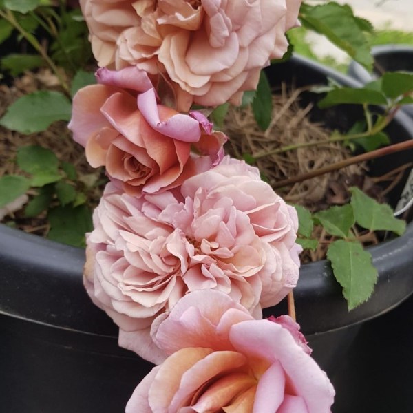 Ф-105 - Роза гол корен