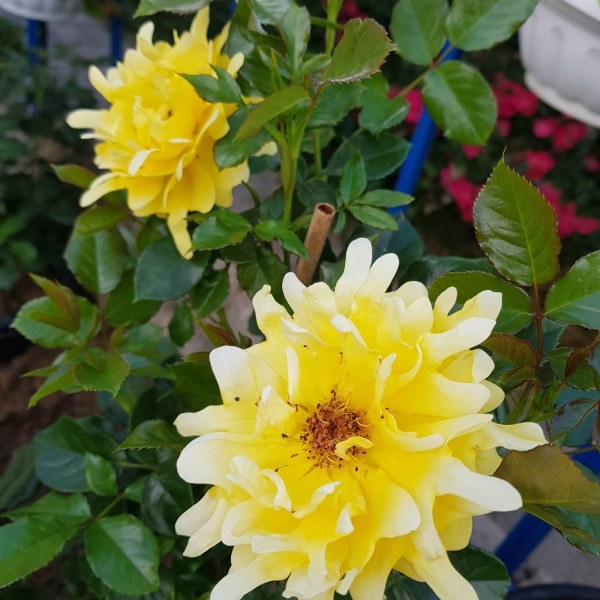 Ф-108 - Роза в саксия 3 л