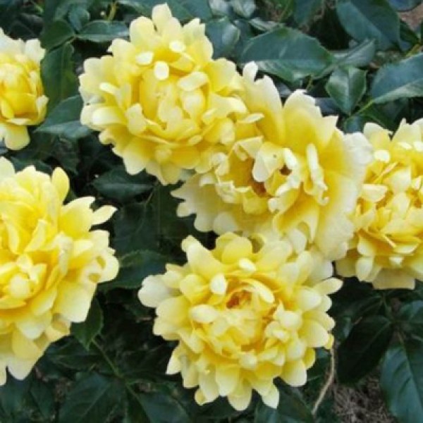 Ф-108 - Роза в саксия 7 л