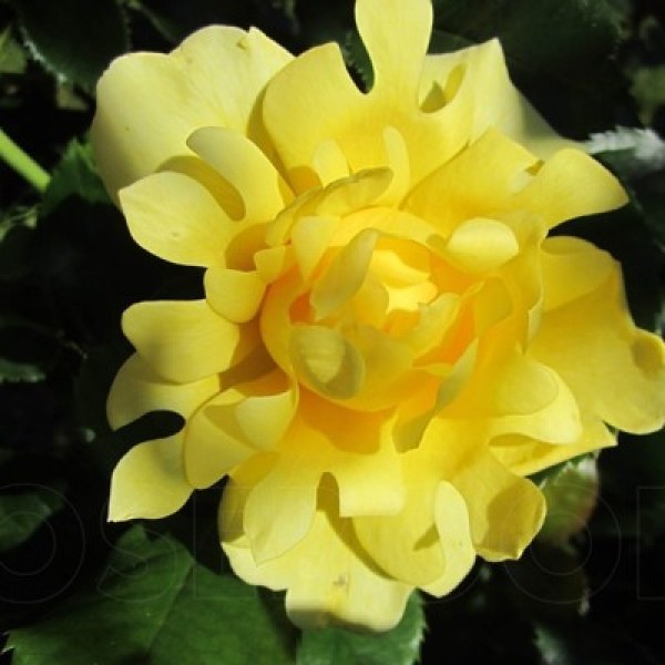 Ф-108 - Роза гол корен