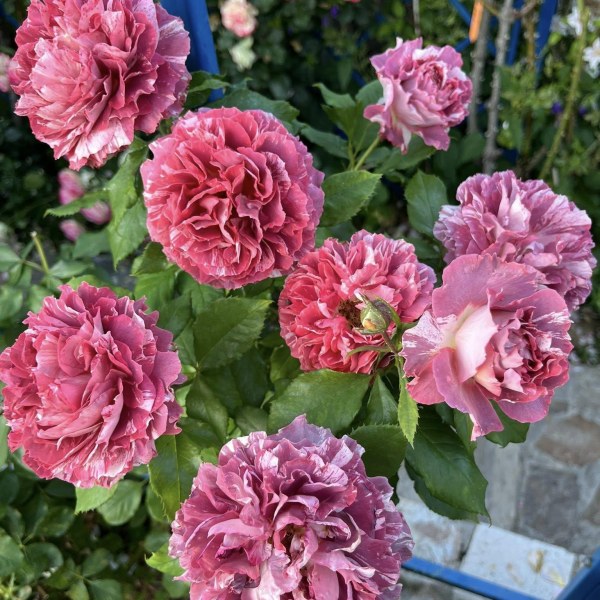 Ф-112 - Роза в саксия 3 л