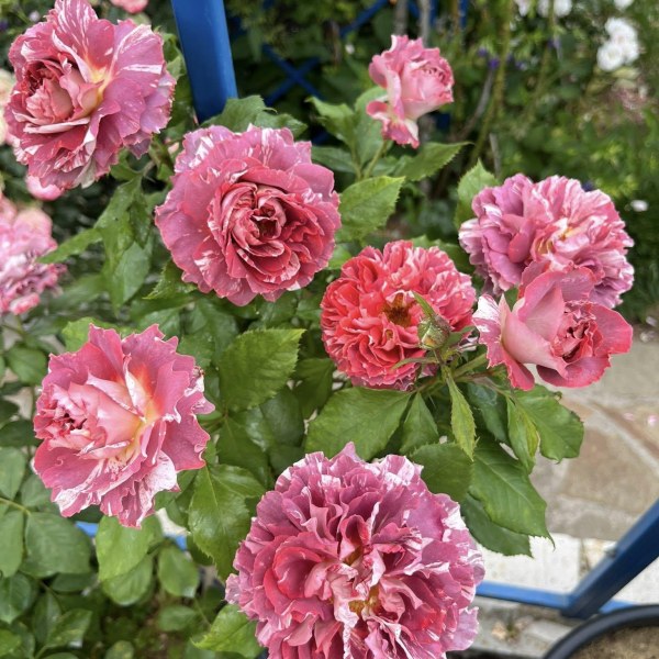 Ф-112 - Роза в саксия 7 л