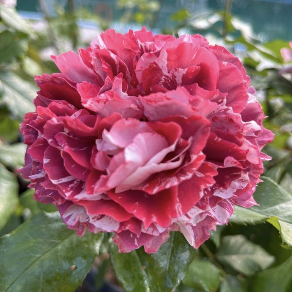 Ф-112 - Роза гол корен