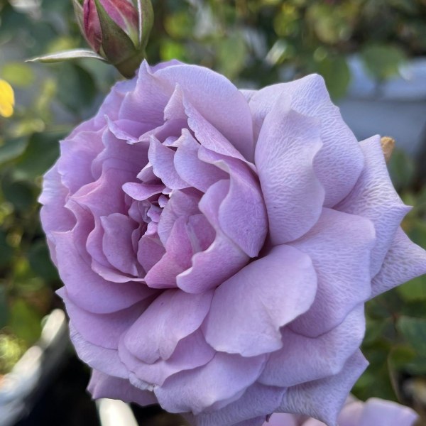 Ф-113 - Роза в саксия 3 л