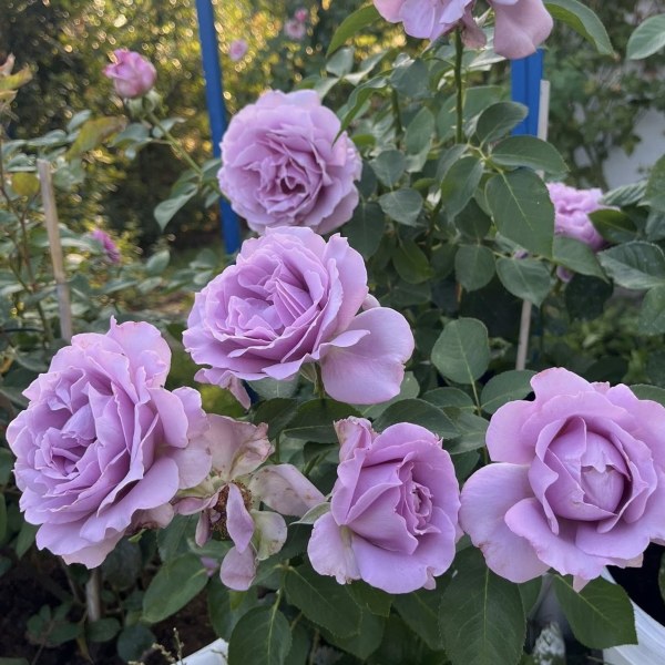 Ф-113 - Роза в саксия 7 л