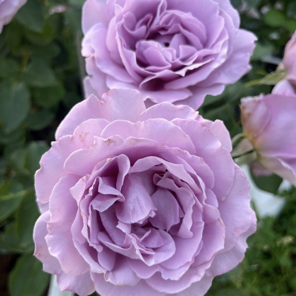 Ф-113 - Роза гол корен