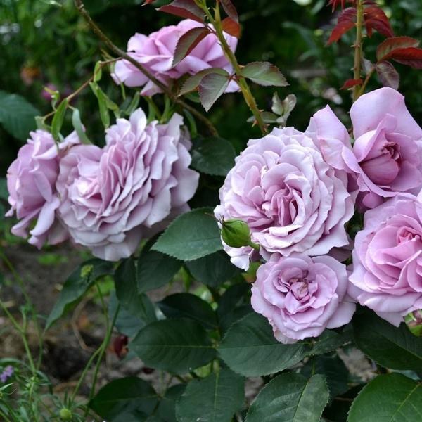 Ф-113 - Щамроза  в саксия 5 л