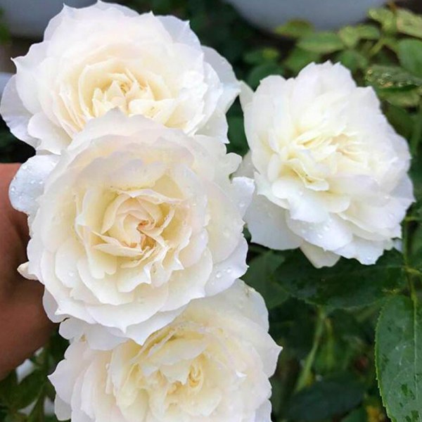 Ф-116 - Роза в саксия 3 л